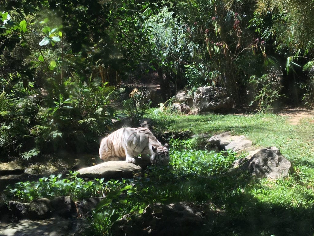 Day Tours Safari Park